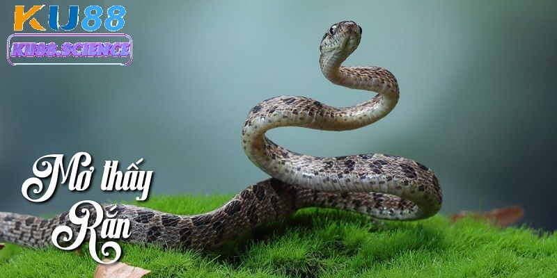 Mơ thấy rắn cắn - Giải mã giấc mơ và con số may mắn tại Ku88 1 Mơ thấy rắn cắn
